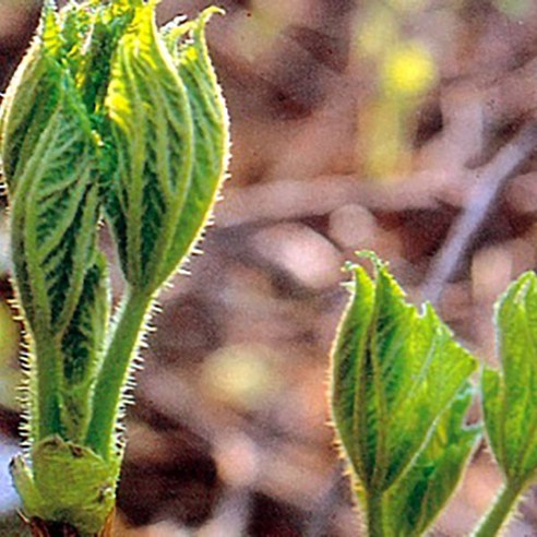 향긋한 봄을 내 손으로! 참두릅 묘목 심어 직접 수확하는 즐거움 참두릅묘목