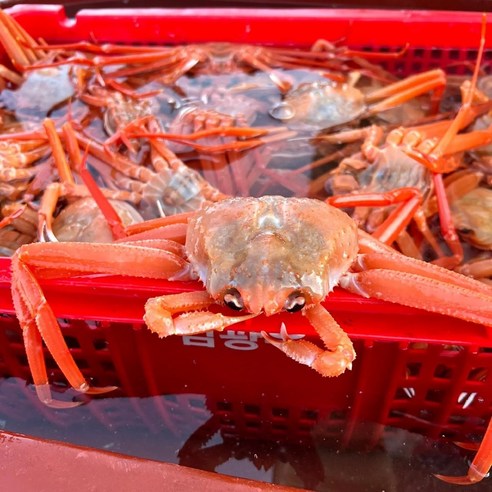 대게  [프레쉬푸드] 구룡포 박달급 자숙 연지홍게 1.5kg 5-7미, 1개