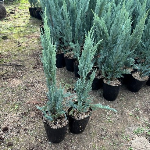 답답한 일상에 싱그러움을 더하는 마법, 문그로우나무