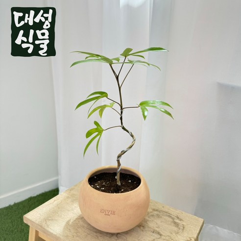 플렌츠영 커피나무 열매가열려요 열매나무 대품 80-110cm 299, 1개 커피나무키우기키트 12 S형 황칠나무 소형 체리토분 식재세트 집들이 개업화분 인테리어식물 실내화분 거실 대성식물, 1개