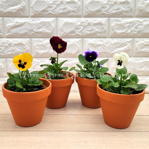 봄을 수놓는 작은 기쁨, 팬지꽃의 매력 속으로 팬지꽃