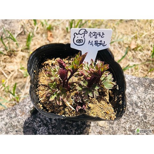 핑크빛 금낭화 화분으로 일상에 싱그러운 활력을 더하세요