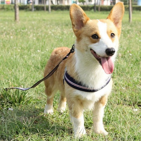 강아지와 함께 산책을 편안하게