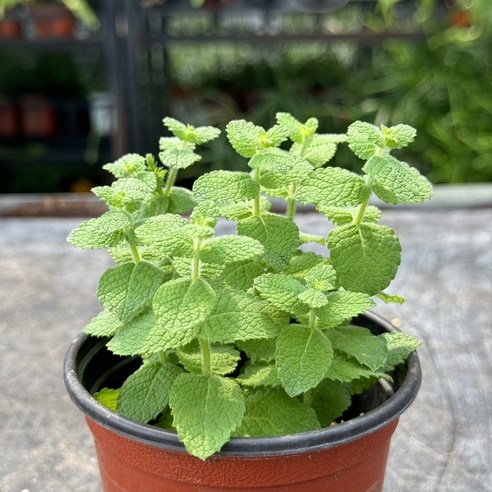 팍팍한 일상에 향긋한 쉼표를 찍어줄 애플민트 키우기!