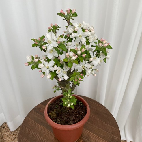 앙증맞은 행복, 애기사과나무 꽃사과 꽃화분으로 싱그러운 일상을 가꾸다