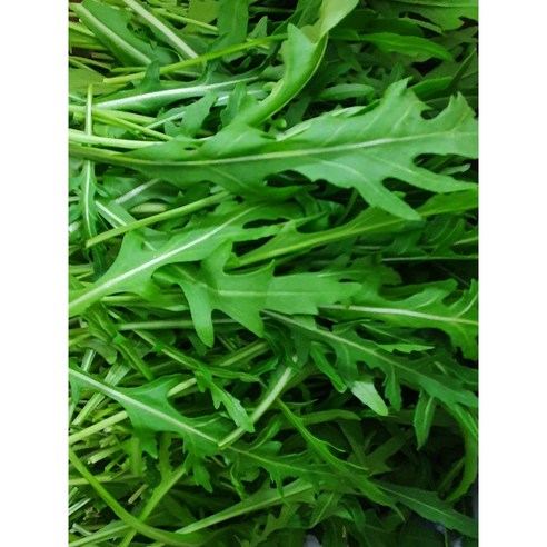 싱싱한 와일드루꼴라: 건강한 식단에 영양과 풍미를 더하세요.