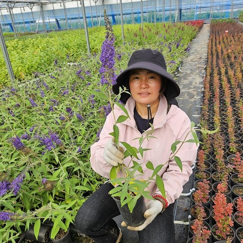 아도니스블루 부들레야: 좁은 공간에 푸른 행복을 더하세요.