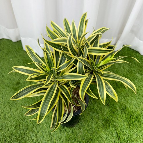 칙칙한 공간에 생기를 불어넣어 줄 마법, 송오브인디아!