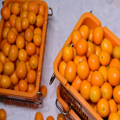 제주 낑깡 불로초 감귤, 향긋한 제주를 담은 선물 불로초감귤