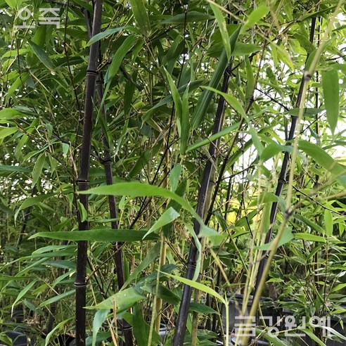대나무 오죽(검은 대나무) 금강원예 – 자연의 아름다움을 담은 나무