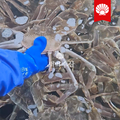 새벽수산의 특A급 러시아 대게: 품질과 맛의 향연