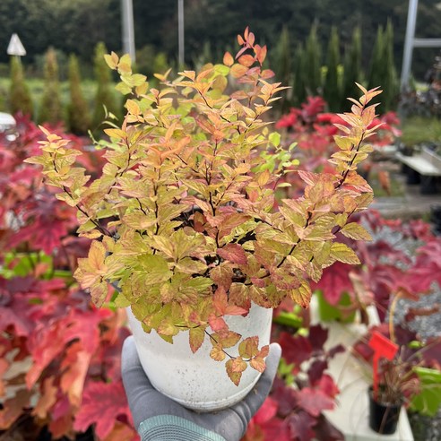 (나무85) 장미조팝 15cm 포트, 1개