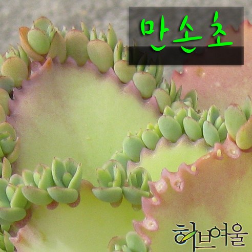 [허브여울] 불사조다육 모음 (천손초/천손초핑크/만손초/모종/묵은둥이/모종) 지름 9~15cm 다육화분, 만손초모종5개, 5개
