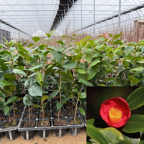 겨울 정원을 붉게 물들일 아름다움, 동백나무 묘목과의 만남 동백나무묘목