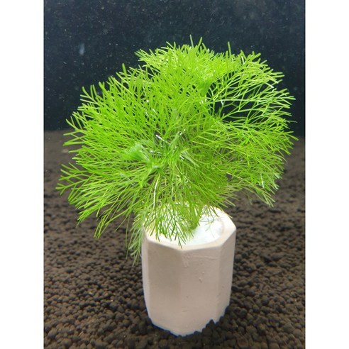 키우기 쉬운 포트 수초로 어항 꾸미기, 이제 실패는 그만!