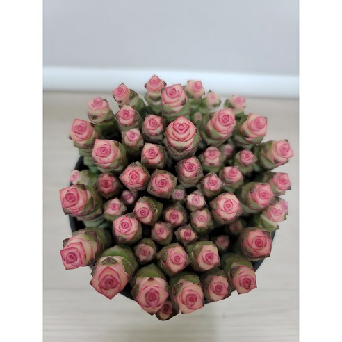 삭막한 내 방에 생기를! 루페스트리 다육식물 하나로 만드는 작은 행복 루페스트리