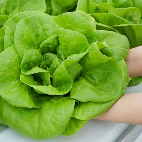 싱싱한 유럽 샐러드야채로 건강하고 맛있는 식사를 즐기세요.