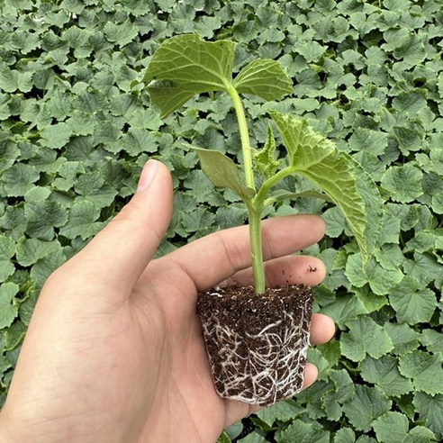 내 손으로 키우는 싱싱한 미니 오이, 텃밭 초보도 OK!