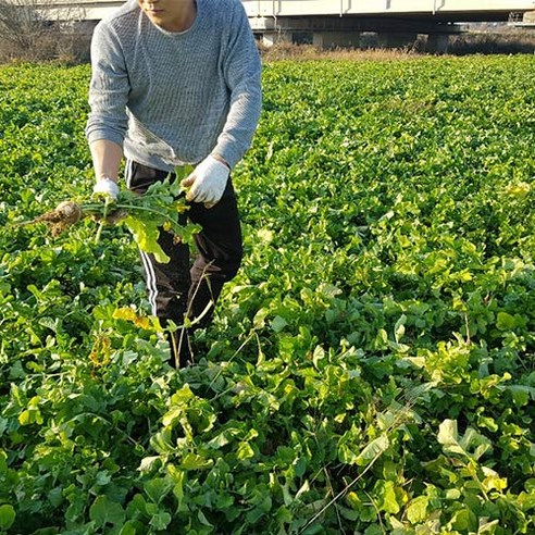 자연의 건강을 담은 게걸무씨앗기름