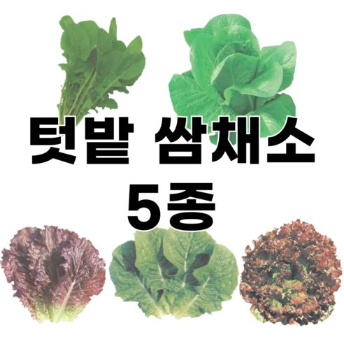 심따 텃밭 쌈 채소 씨앗 5종 세트: 적치마, 청치마, 루꼴라, 로켓, 로메인 꽃상추