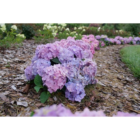 춤추는 듯 아름다운 사계절 수국, 렛츠댄스 캔두 스카이뷰 아리바 P13