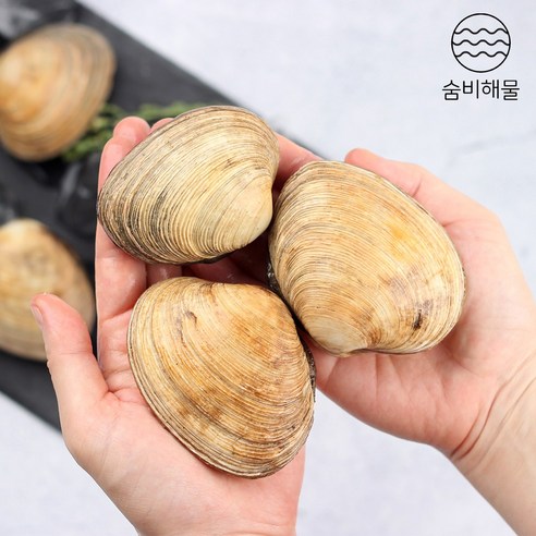 국내산 거제도 자연산 개조개 대합: 바닷속의 진미 맛보기