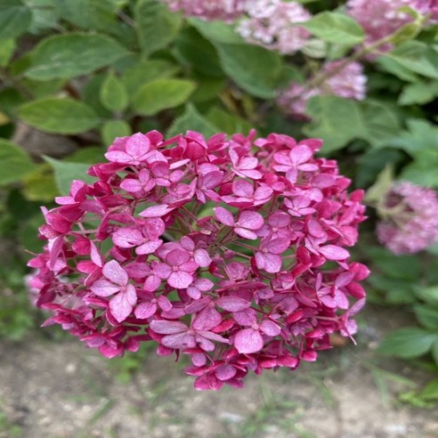 수국 루비아나벨 수국 5치화분 꽃나무화분, 혼합색상, 1세트