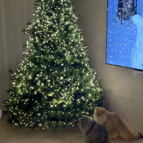 공간을 예술로, 반쪽트리로 완성하는 특별한 크리스마스