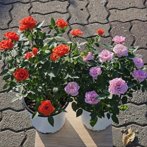 작은 공간에도 행복을 더하는 4계절 미니 장미