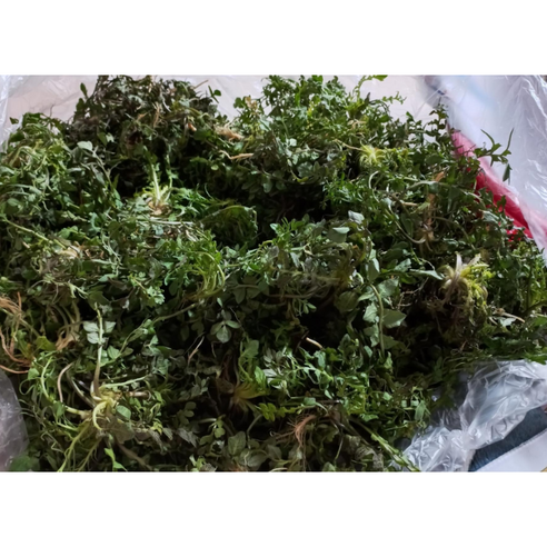 국내산 싱싱한 제철 겨울나물 노지 국내산 세척냉이 손질간편 향좋은 냉이 500g1kg2kg, 1개, 500g