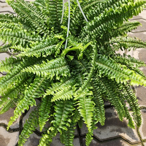 싱그러운 초록빛, 당신의 공간에 생기를 더하세요