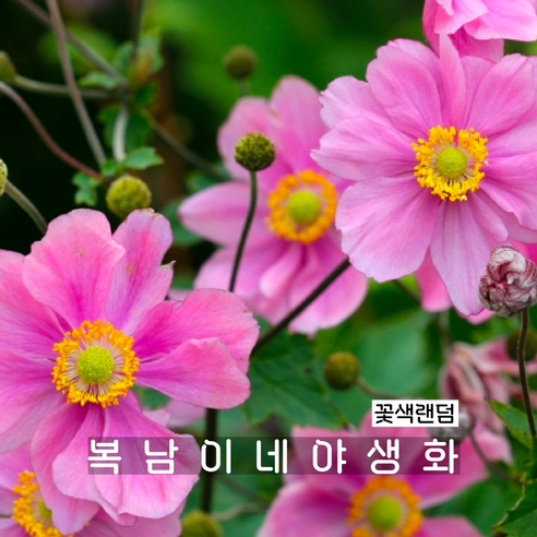 anemone 추명국 [3포트 꽃색랜덤 아네모네 로즈뷰티 모종], 3개