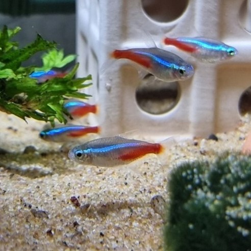 어둠을 밝히는 작은 빛, 네온 테트라의 매혹적인 군무를 당신의 수조에 담아보세요.