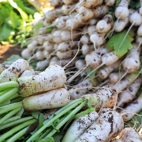 정성과 사랑으로 담근 알타리김치, 겨울 밥상의 행복을 더하다