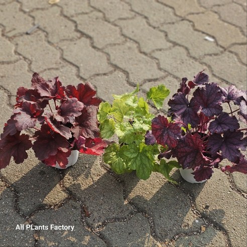 칙칙한 베란다를 화사한 정원으로, 휴케라 5종 세트