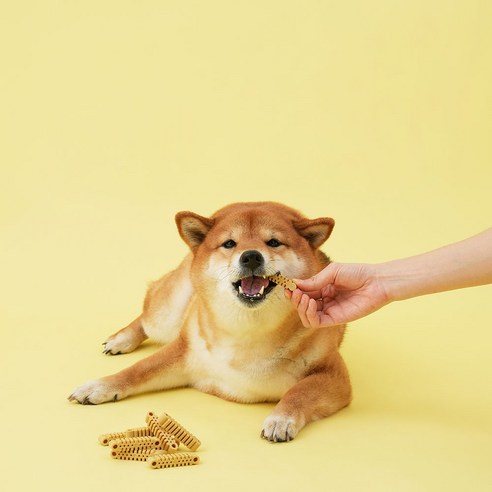 강아지의 건강한 치아와 잇몸을 위한 완벽한 솔루션
