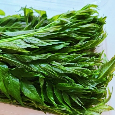 명인이 키운 여름 두릅, 잃어버린 입맛을 되찾다!