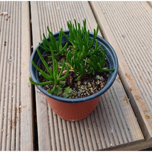 삭막한 일상에 싱그러운 행복을 더하는 초화화