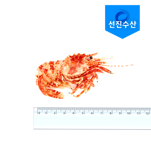 자연산 특 A급 러시아 닭새우: 미식가를 위한 진정한 진미