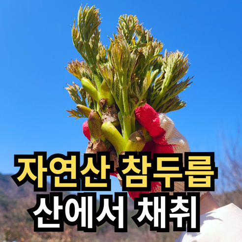 최상품 국산 순창 자연산 참두릅