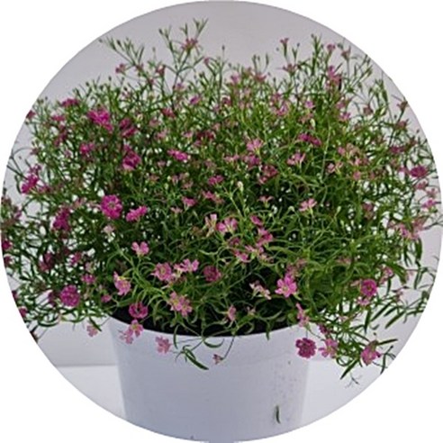 안개꽃 화분으로 완성하는 싱그러운 플랜테리어