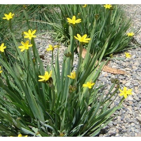 노랑등심붓꽃 10cm화분묘 (묘종 4개 묶음) 노지월동다년초 (재출하) [꽃심야생화]