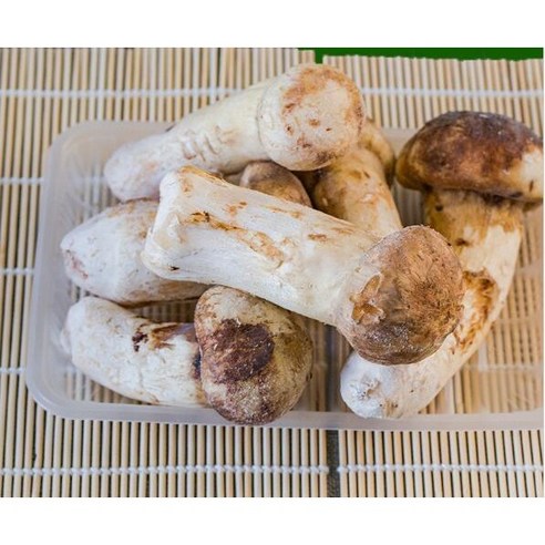 백두산의 숨결, 자연산 냉동 송이버섯으로 풍요로운 가을을 맛보세요.