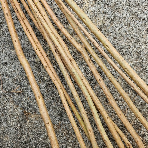 정원의 로망, 핑크벨로 배롱나무로 완성하는 꿈결 같은 공간