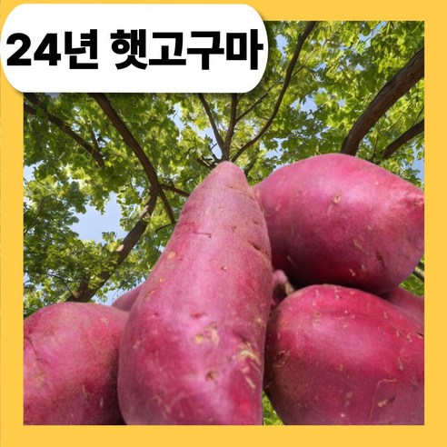 [24년 진짜 햇밤고구마] 밤맛나는 타박한 밤고구마 특상 10kg 5kg, 로얄사이즈 특상, 20개, 5키로