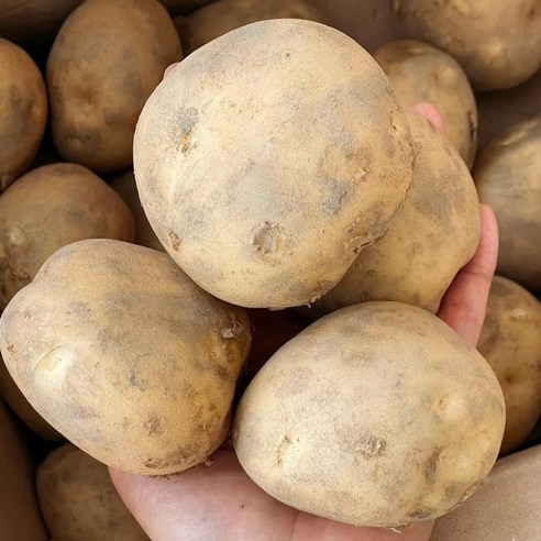 대지의 숨결을 담은 풍요로운 선물, 꿀품 수미 햇감자