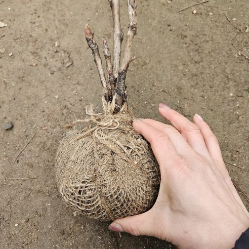 순백의 아름다움, 당신의 정원을 밝힐 국산 토종 백색 목단을 만나보세요