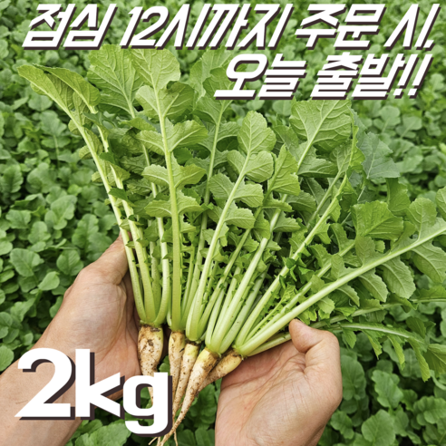 [달콤밥상 어린열무] 물 좋은 철원 산지직송 어린열무, 1개, 어린열무 3kg