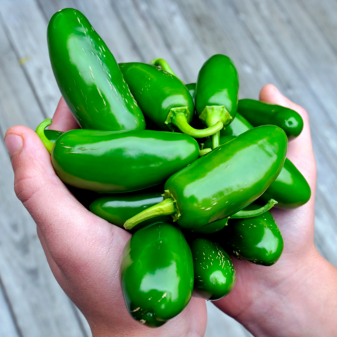 국내산 농장직송 고추 생할라피뇨 고추 장아찌용 1kg 3kg 5kg, 1개