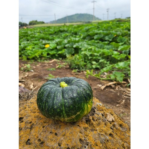 고소한 제주 보우짱 24년산 제철 미니 단호박 밤호박 2KG 3-9과, 신선복숭아 12-20과 내외, 1개